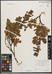 Foto von Salix waldsteiniana Willd.